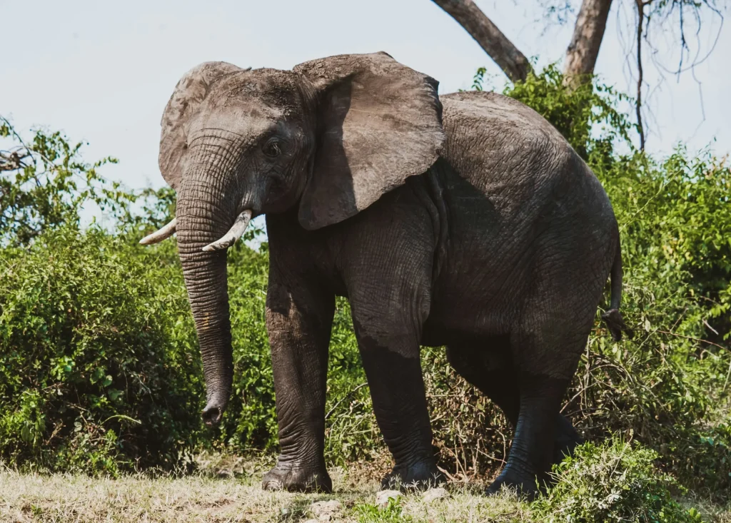 8 Days Uganda Primates and Wildlife Safari