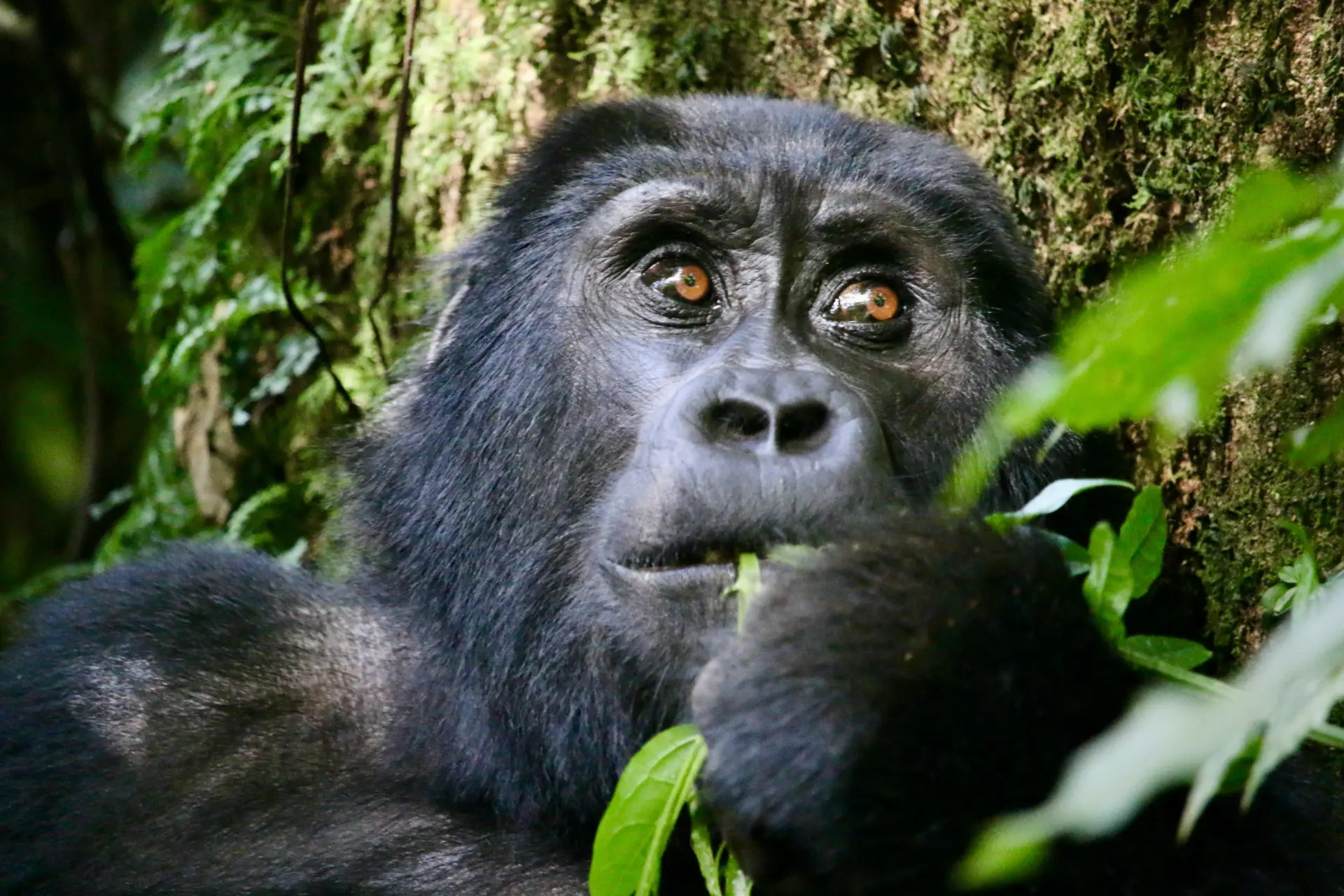 10 Days Uganda Extreme Gorilla Wildlife Safari
