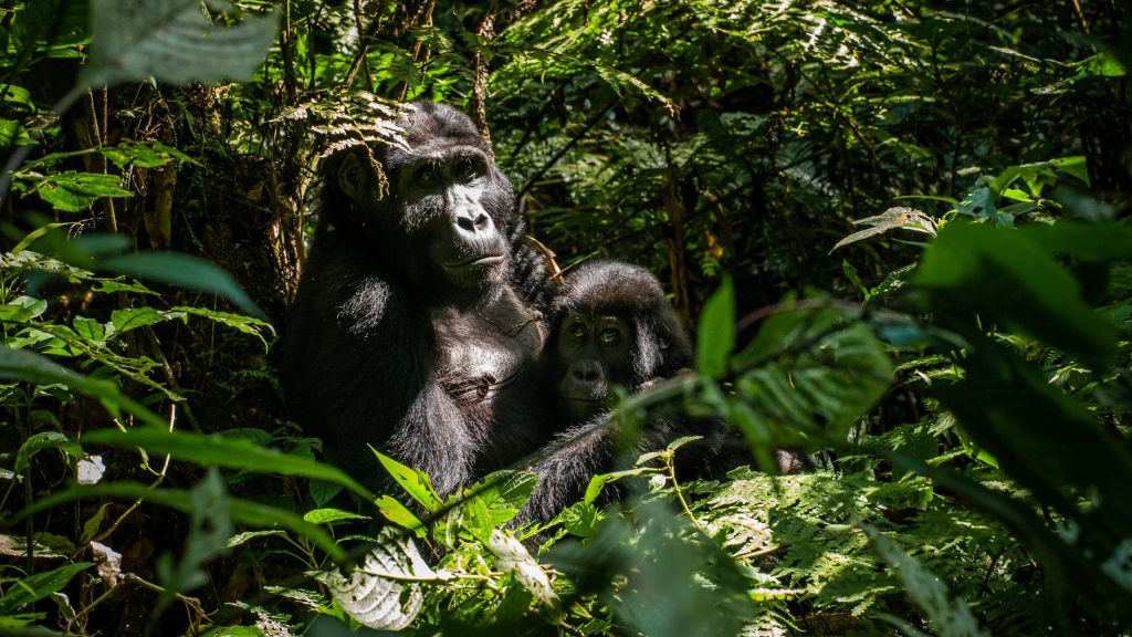 4 Days Gorilla Habituation Safaris