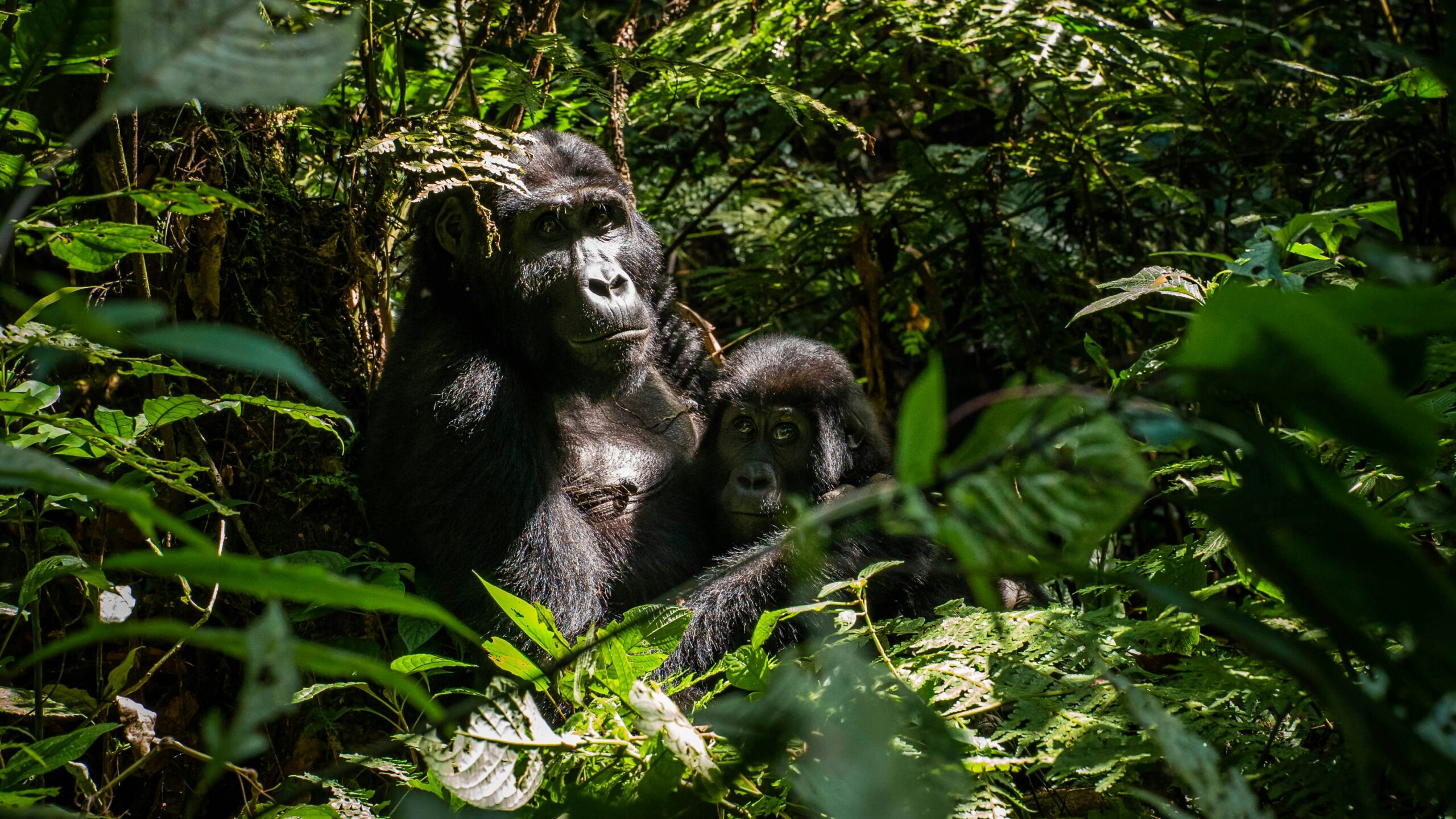 4 Days Gorilla Habituation Safaris