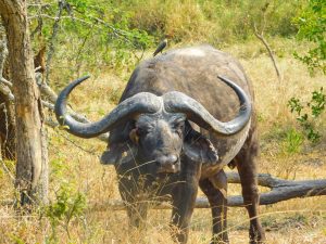 2 Days Akagera National Park