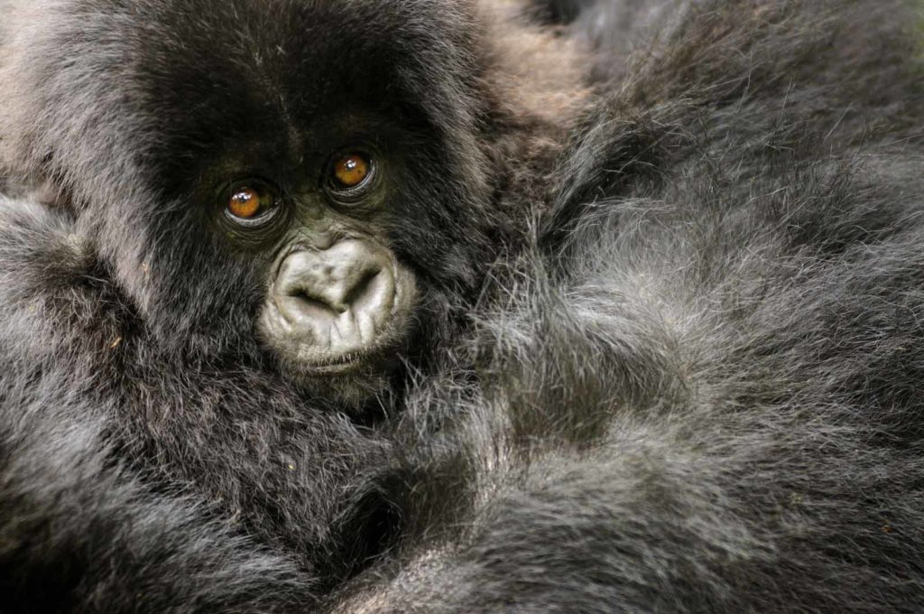2 Days Gorilla Trekking Safari in Rwanda