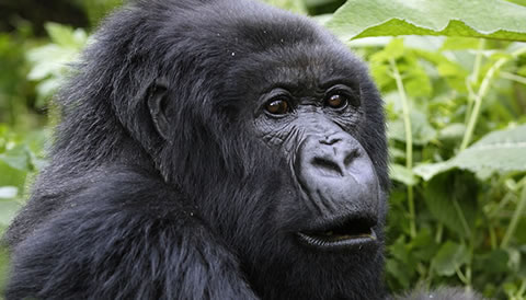 1 Day Gorilla Trekking Experience