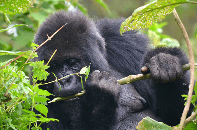 best time to visit Rwanda gorilla trekking