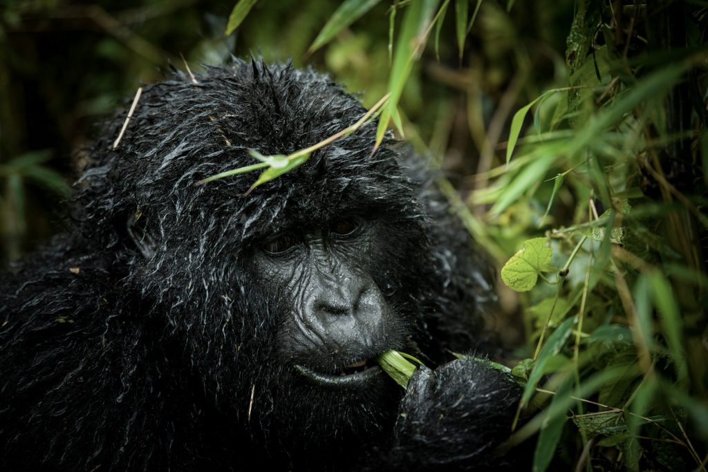 3 Days Primate Tracking Rwanda Safari.