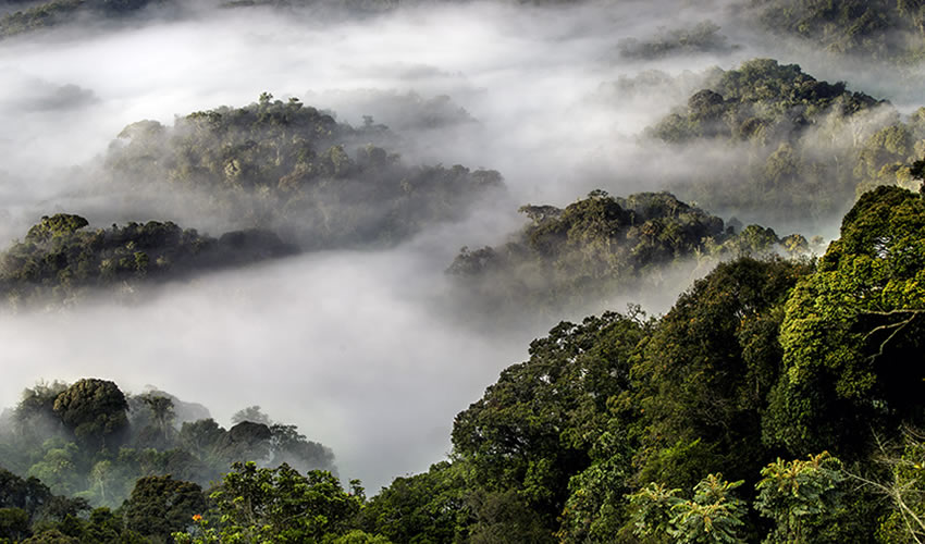 2 Days Nyungwe Chimpanzee Tracking Rwanda Safari