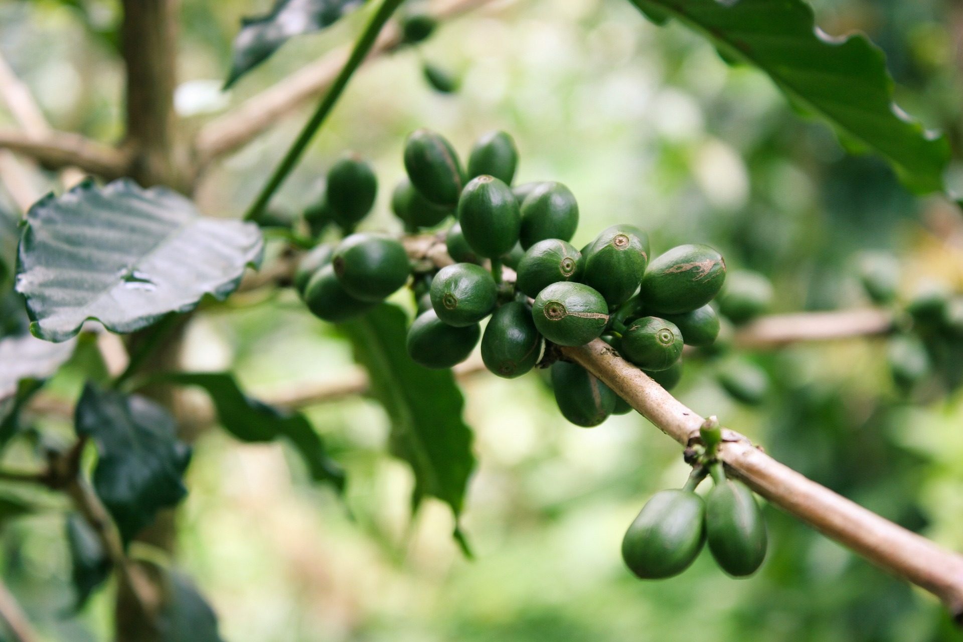 green coffee beans ready for roasting