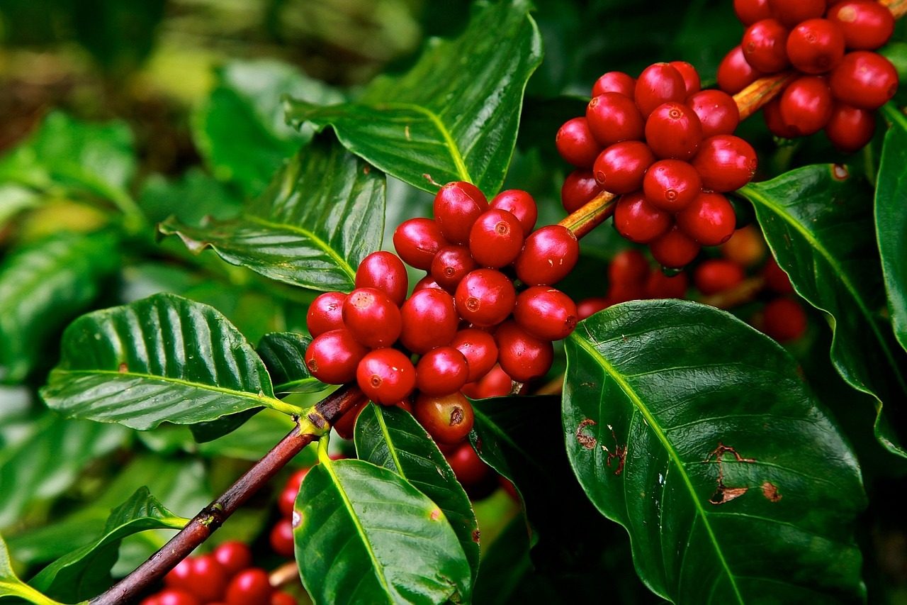 Ripe Rwandan coffee cherries, a signature of the cuisine food culture