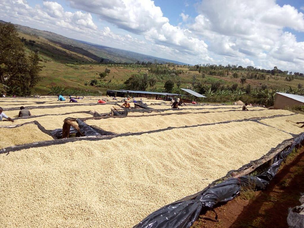 coffee drying on raised beds in Rwanda