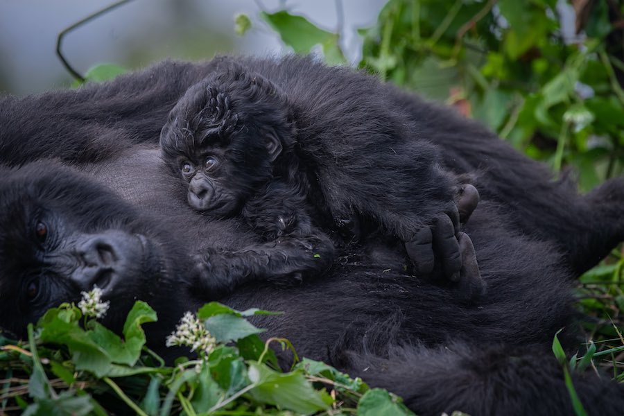 Gorilla Habituation Experience in Rwanda: Four Hours in the Wild