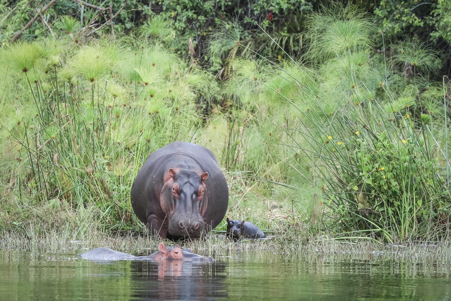 A family of hippos in the waters of Lake Ihema in Akagera
