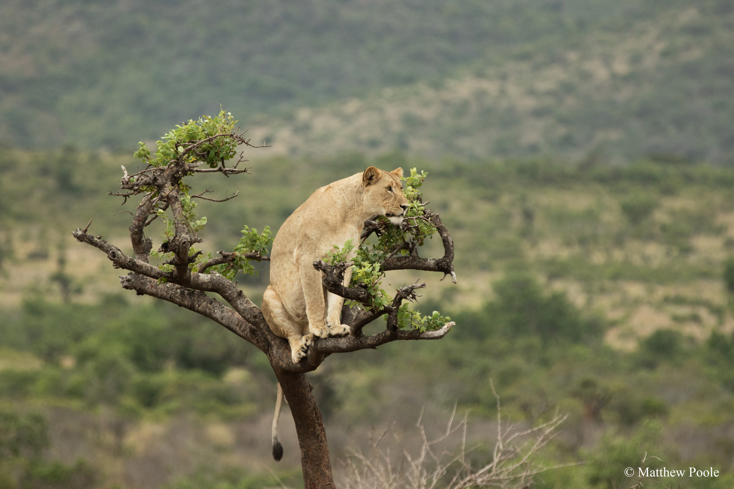 A lion resting in a tree in Akagera National Park