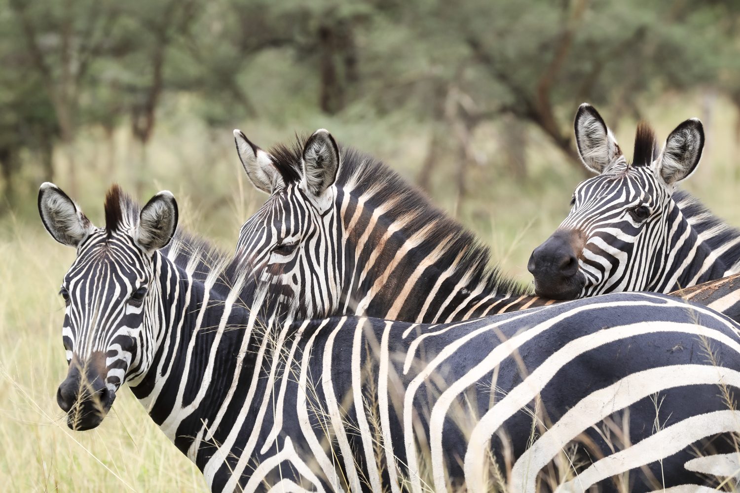 Zebra on the plains of Akagera National Park, patrolled daily by the rangers