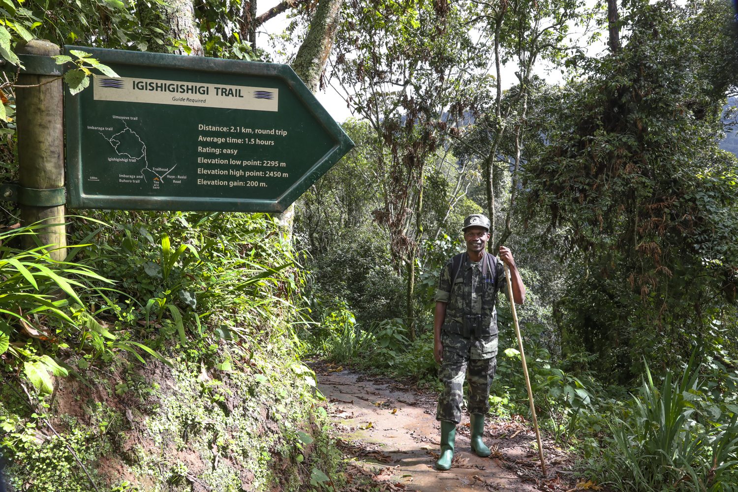 Forest trail through the rain trees of Nyungwe National Park
