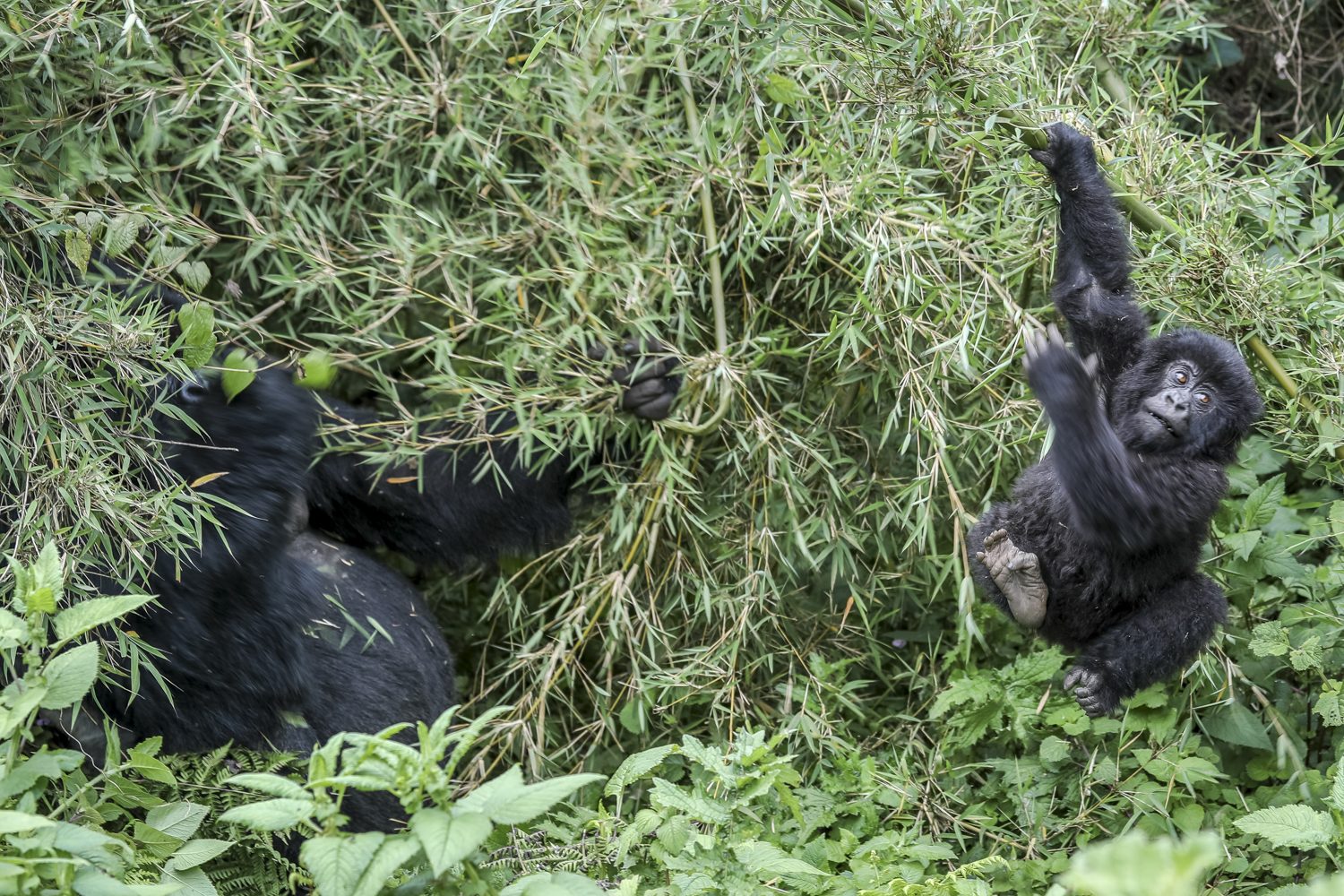 A young mountain gorilla swinging in the forest, protected by the health checks of the veterinary teams