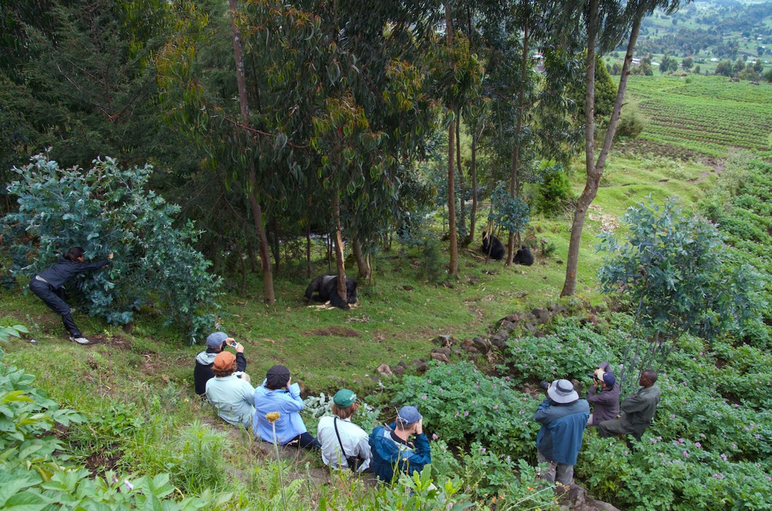 Travellers watching a gorilla family quietly during a trek in Volcanoes National Park