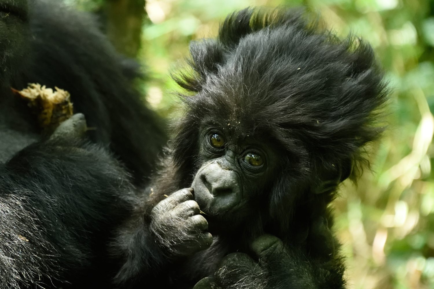 a baby mountain gorilla in the forest