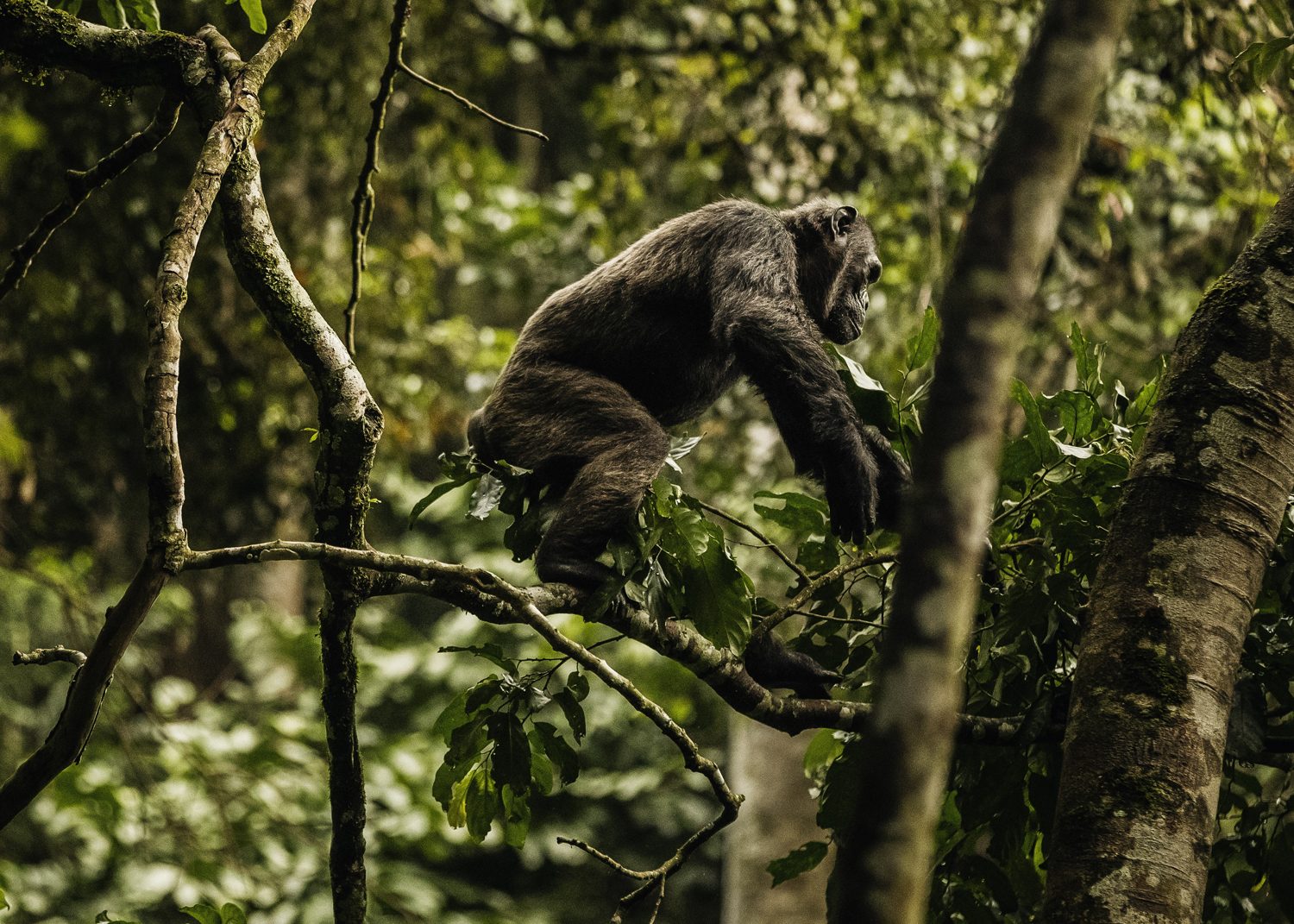 Chimpanzee watching visitors from the rainforest canopy in Nyungwe