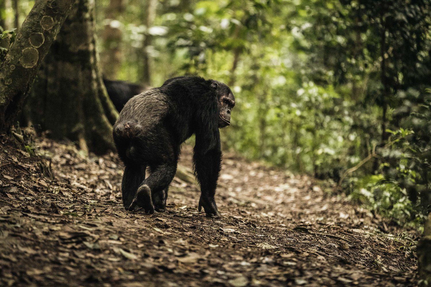 Chimpanzee grooming in the forest during a habituation session in Nyungwe