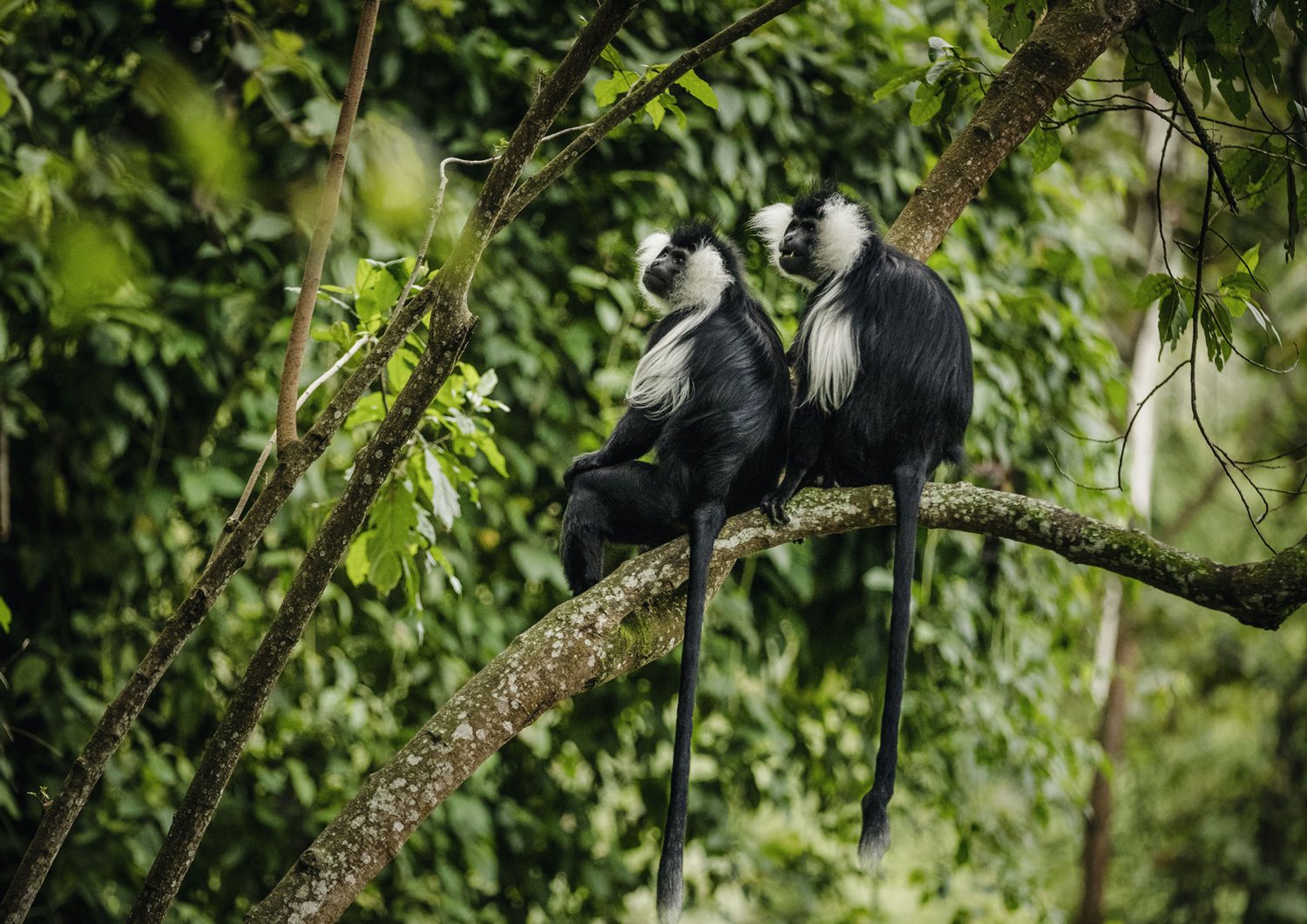 A troop of colobus monkeys moving through the canopy of Nyungwe Forest