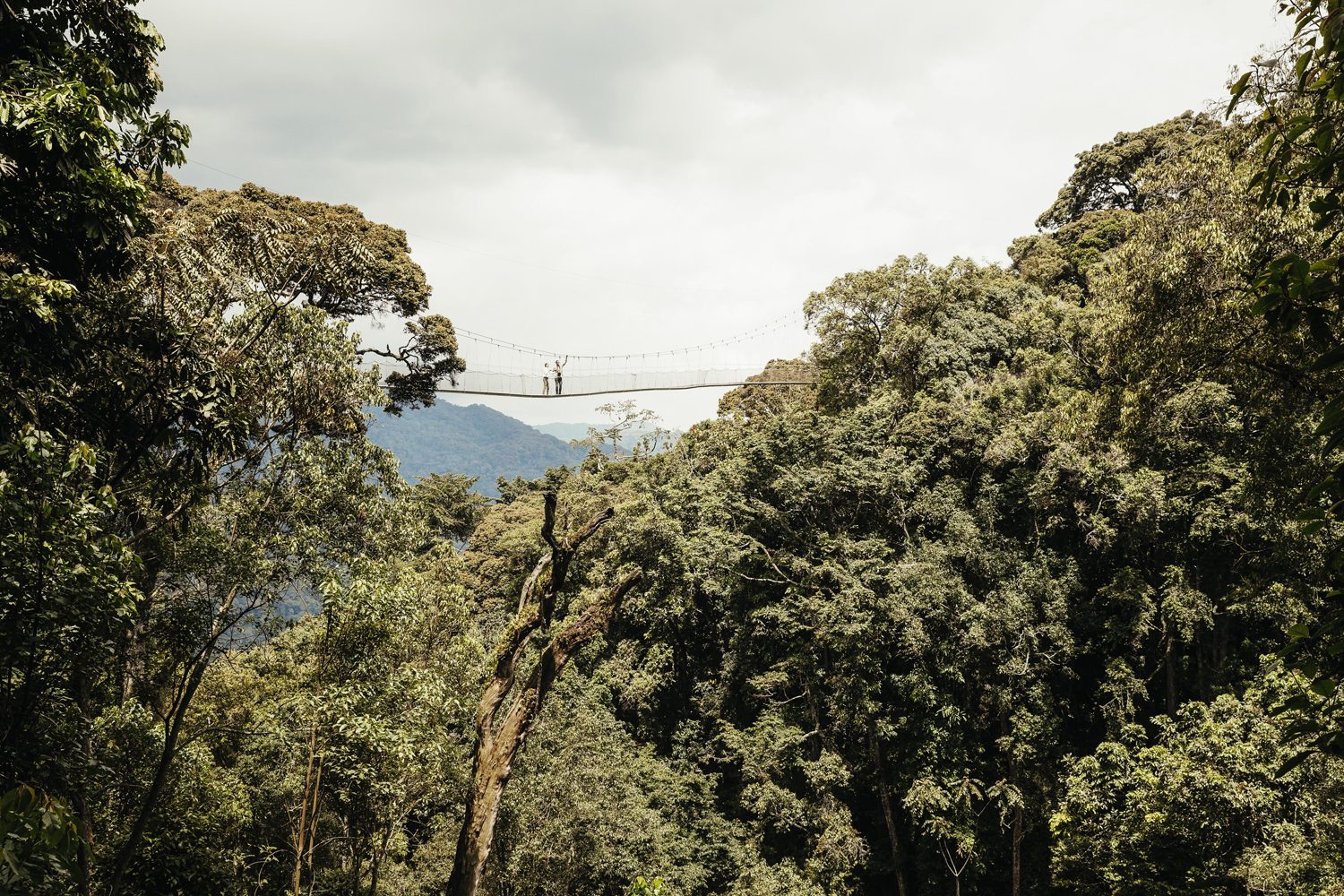 Looking along the Nyungwe canopy walkway from the platform