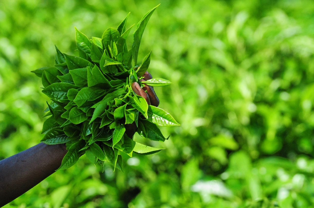 a cup of the hills: Rwandan tea