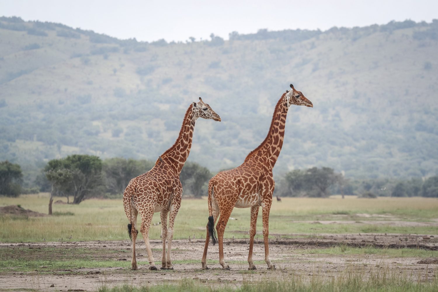 Giraffes on the floodplains of Akagera National Park, where the lions have returned