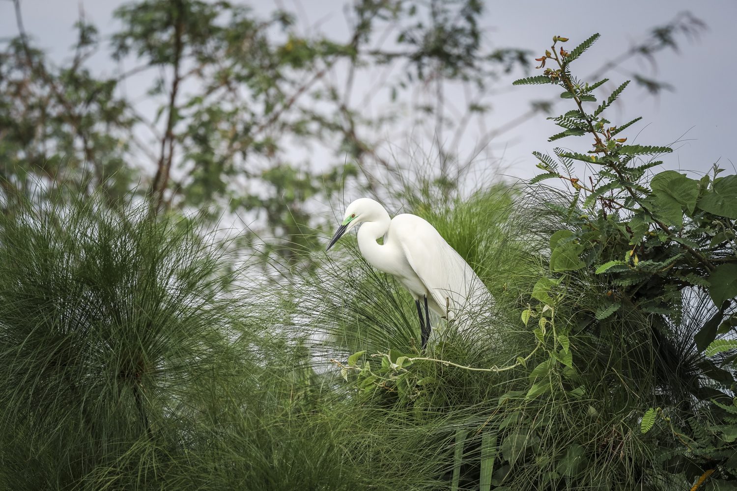 A wetland bird in flight over the papyrus of Rugezi Marsh