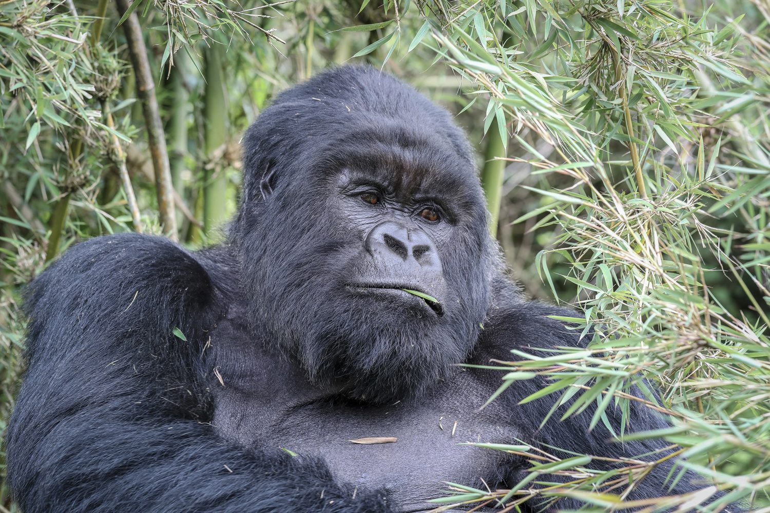 Silverback mountain gorilla resting in the bamboo forest, half of the chimpanzees vs gorillas comparison